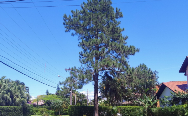 Ambiente 4 — terreno em Cachoeira do Bom Jesus